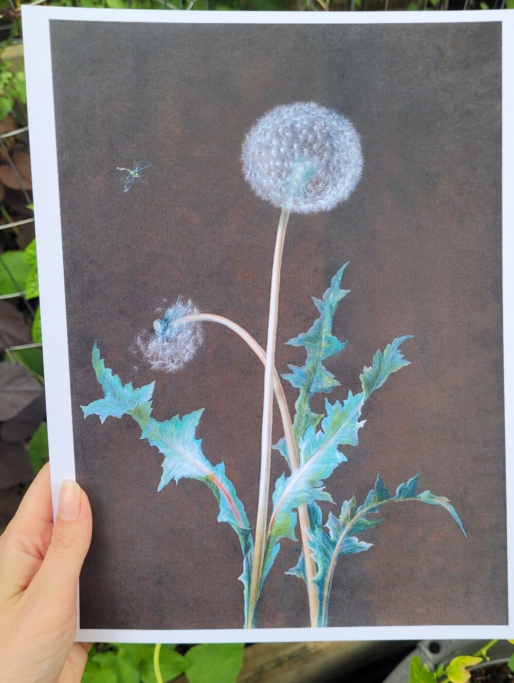 Dandelion Botanical Art Print in Teal and White - Unbranded